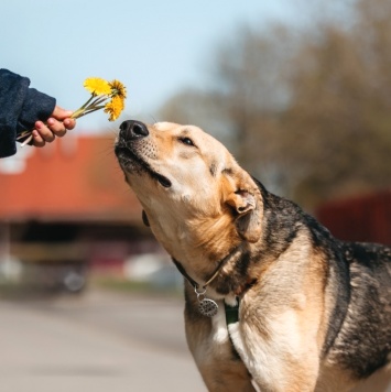 Собаки в добрые руки - Барни - 1