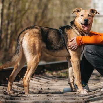 Собаки в добрые руки - Барни - 2