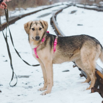 Собаки в добрые руки - Миндалька - 2