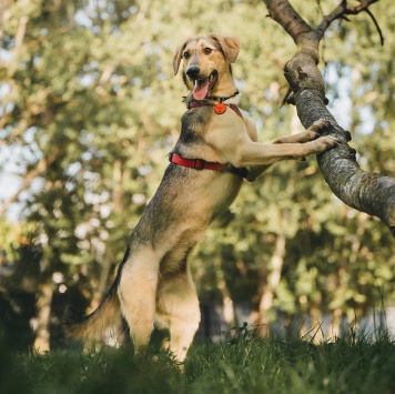 Собаки в добрые руки - Миндалька - 3