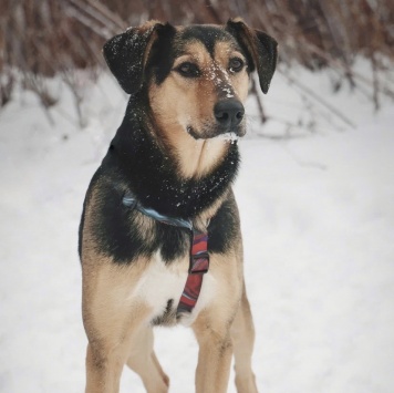 Собаки в добрые руки - Молли