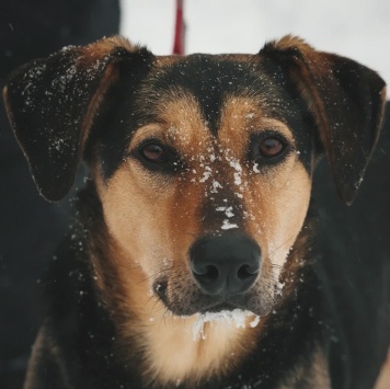 Собаки в добрые руки - Молли - 1
