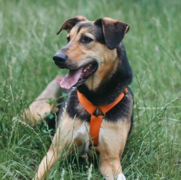 Собаки в добрые руки - Молли - 2