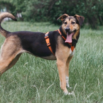 Собаки в добрые руки - Молли - 3