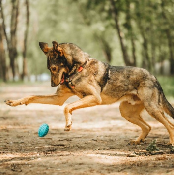 Собаки в добрые руки - Джобся
