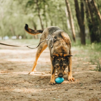 Собаки в добрые руки - Джобся - 3