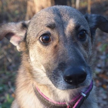 Собаки в добрые руки - Тяпа