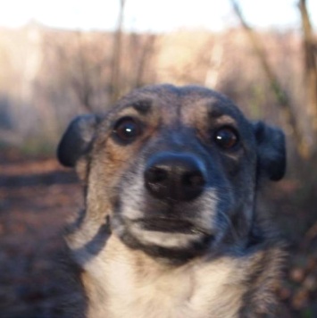 Собаки в добрые руки - Тяпа - 1