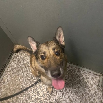 Собаки в добрые руки - Тяпа - 2