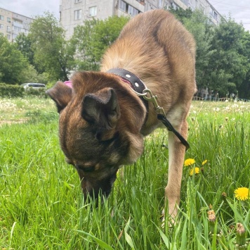 Собаки в добрые руки - Тяпа - 3