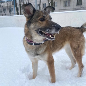 Собаки в добрые руки - Тяпа - 4