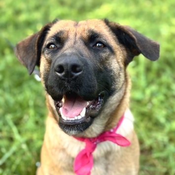 Собаки в добрые руки - Джина