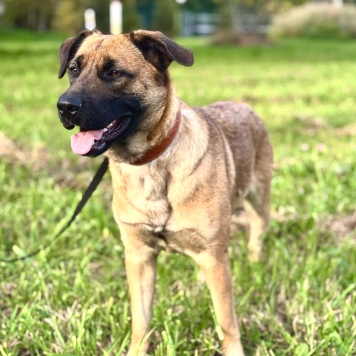 Собаки в добрые руки - Джина - 1