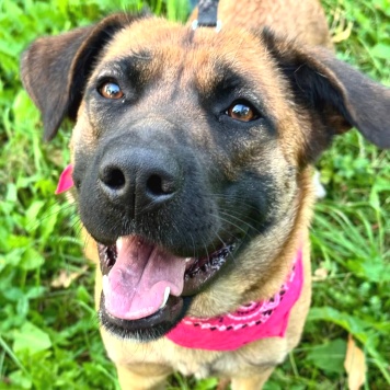 Собаки в добрые руки - Джина - 2