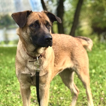 Собаки в добрые руки - Джина - 3