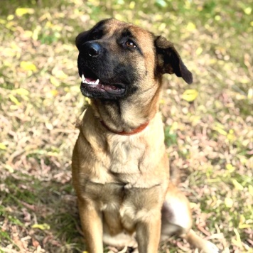 Собаки в добрые руки - Джина - 4