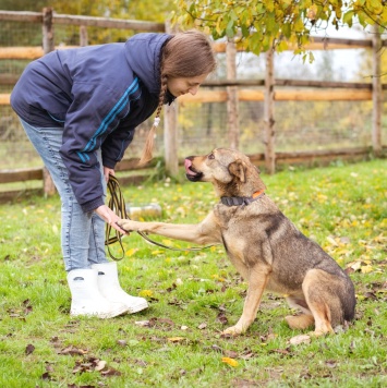Собаки в добрые руки - Рэй - 1
