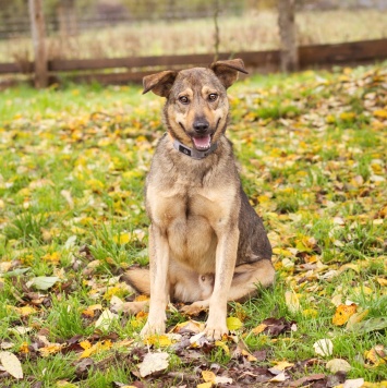 Собаки в добрые руки - Рэй - 2