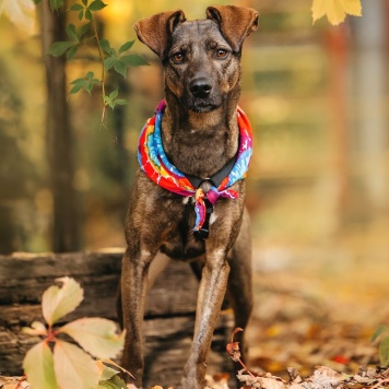 Собаки в добрые руки - Стася