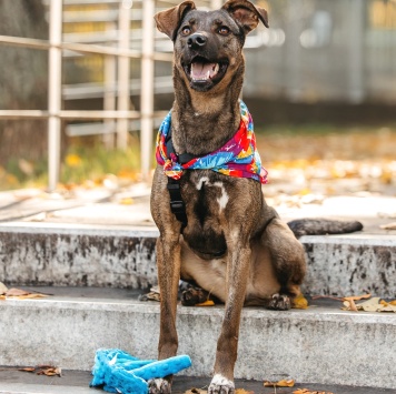 Собаки в добрые руки - Стася - 4