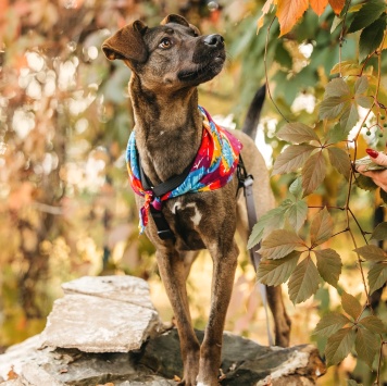 Найденные собаки - Стася - 1