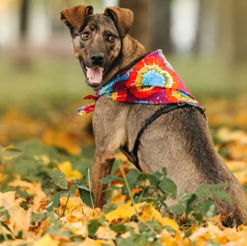 Найденные собаки - Стася - 2