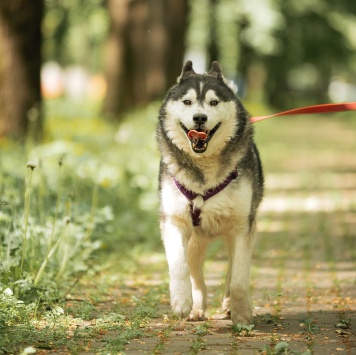Собаки в добрые руки - Канзи