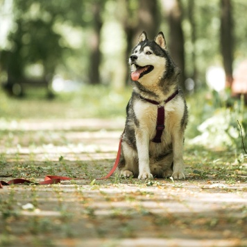 Собаки в добрые руки - Канзи - 1