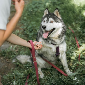 Собаки в добрые руки - Канзи - 2