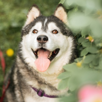 Собаки в добрые руки - Канзи - 3