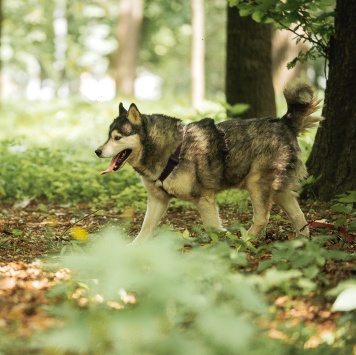 Собаки в добрые руки - Канзи - 4