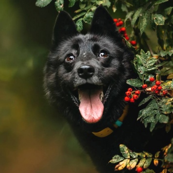 Собаки в добрые руки - Клюква