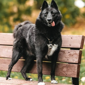 Собаки в добрые руки - Клюква - 1