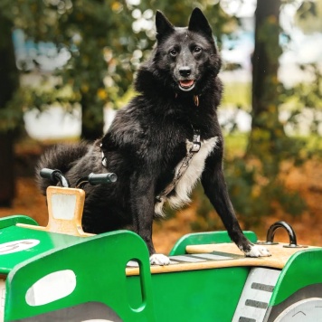 Собаки в добрые руки - Клюква - 2