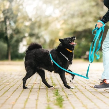 Собаки в добрые руки - Клюква - 3