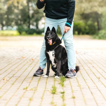 Собаки в добрые руки - Клюква - 4