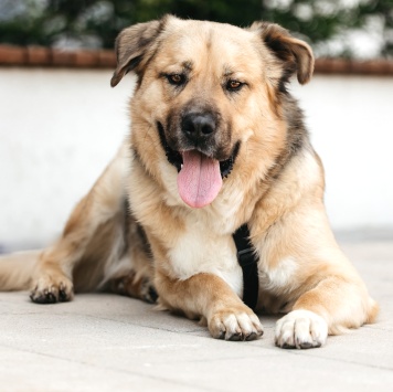 Собаки в добрые руки - Дынечка