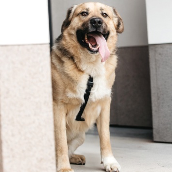 Собаки в добрые руки - Дынечка - 1