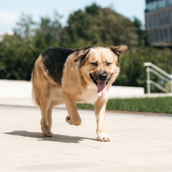 Собаки в добрые руки - Дынечка - 2