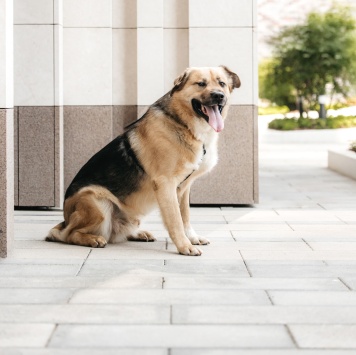 Собаки в добрые руки - Дынечка - 3