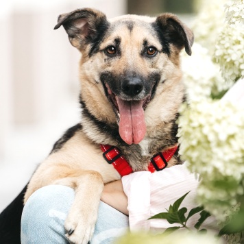 Собаки в добрые руки - Дэнди