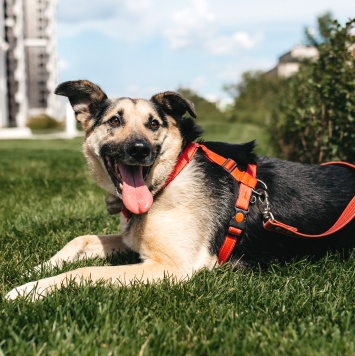 Собаки в добрые руки - Дэнди - 2