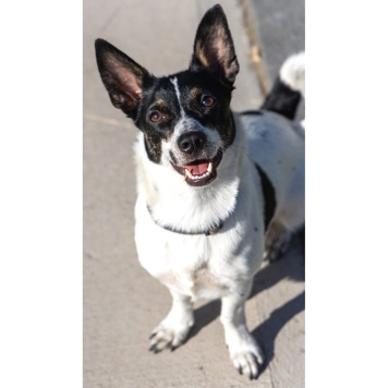 Собаки в добрые руки - Дашенька