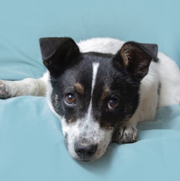 Собаки в добрые руки - Дашенька - 1