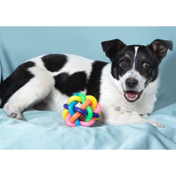 Собаки в добрые руки - Дашенька - 2