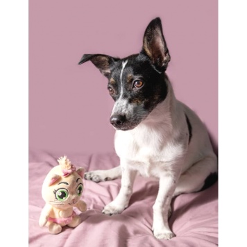 Собаки в добрые руки - Дашенька - 3