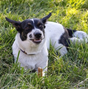 Собаки в добрые руки - Дашенька - 4