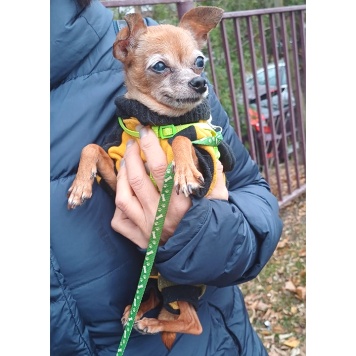 Собаки в добрые руки - Тея