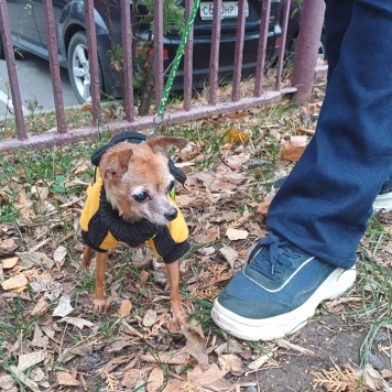 Собаки в добрые руки - Тея - 1