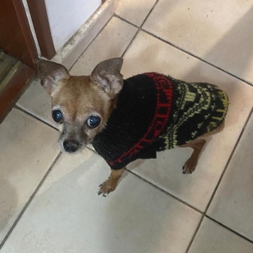 Собаки в добрые руки - Тея - 2